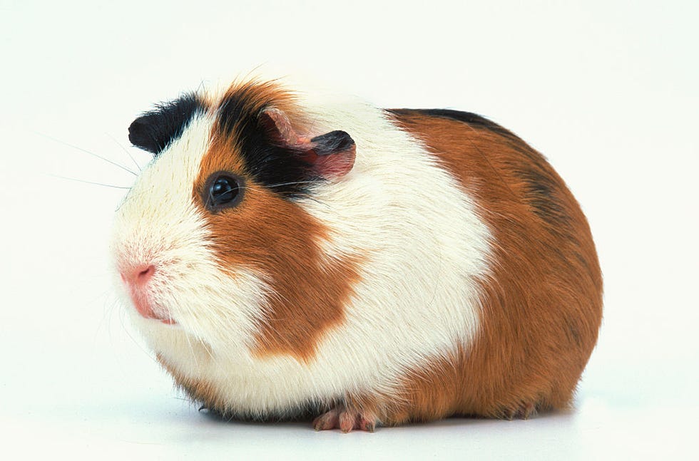 cobaya