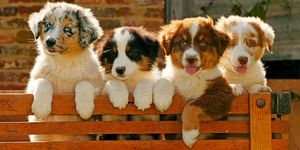 Dog, Mammal, Vertebrate, Dog breed, Canidae, Carnivore, Companion dog, Australian shepherd, Puppy, Kooikerhondje, 