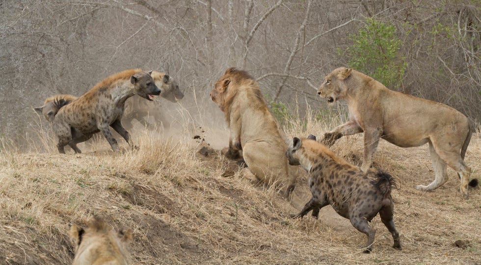 lions and hyenas face each other in battle at londolozi game reserve