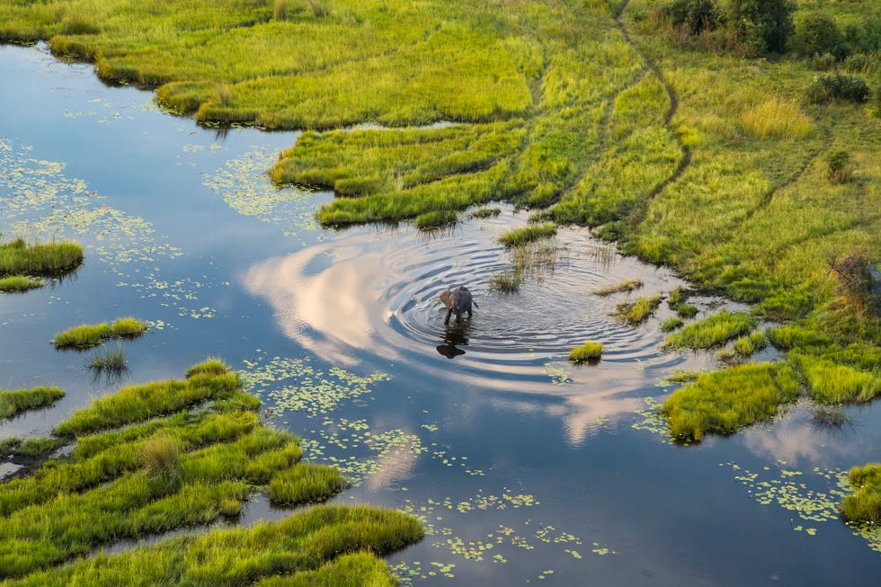 aerial view of elephant, okavango delta, botswana, africa