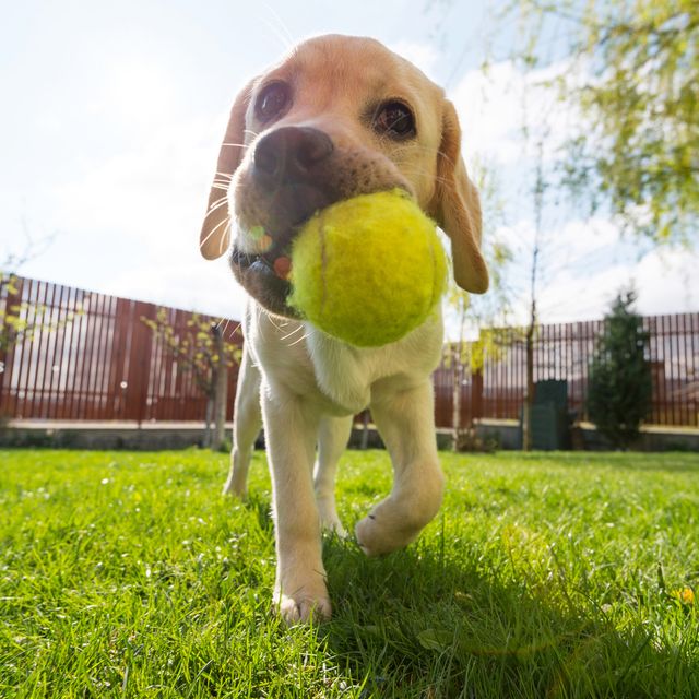 Smart Dog Ball