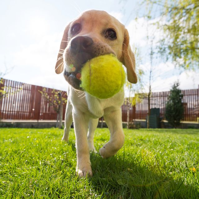 Tennis ball, Dog, Ball, Canidae, Dog breed, Grass, Snout, Soccer ball, Sporting Group, Carnivore, 