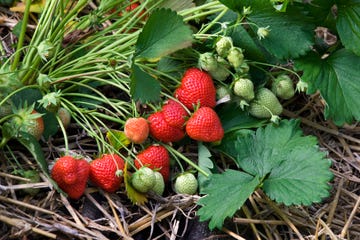 how to grow strawberries