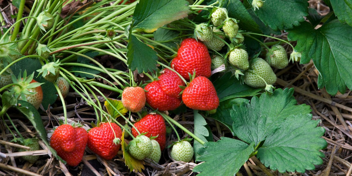 Cultivation of strawberries (Fragaria) in plastic greenhouses, Belgium how to grow strawberries