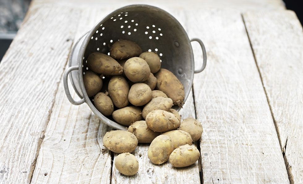 Potato, Food, Root vegetable, Solanum, Vegetable, Plant, Russet burbank potato, Produce, Yukon gold potato, Macadamia, 