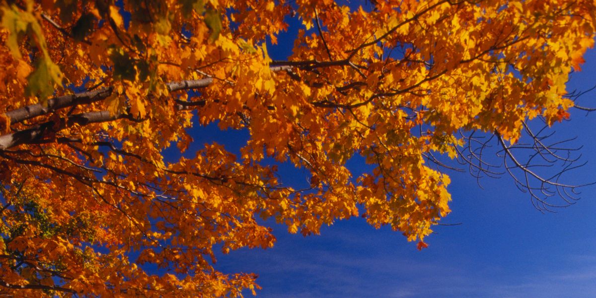 42 Best Fall Quotes to Get You in the Seasonal Spirit