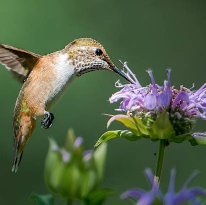a female broad tailed hummingbird feeding on some monarda flowers