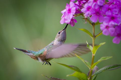 flowers that attract hummingbirds like phlox