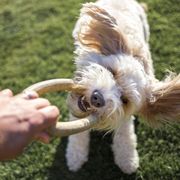 first person view of a cavapoo dog playing with a a rubber ring toy