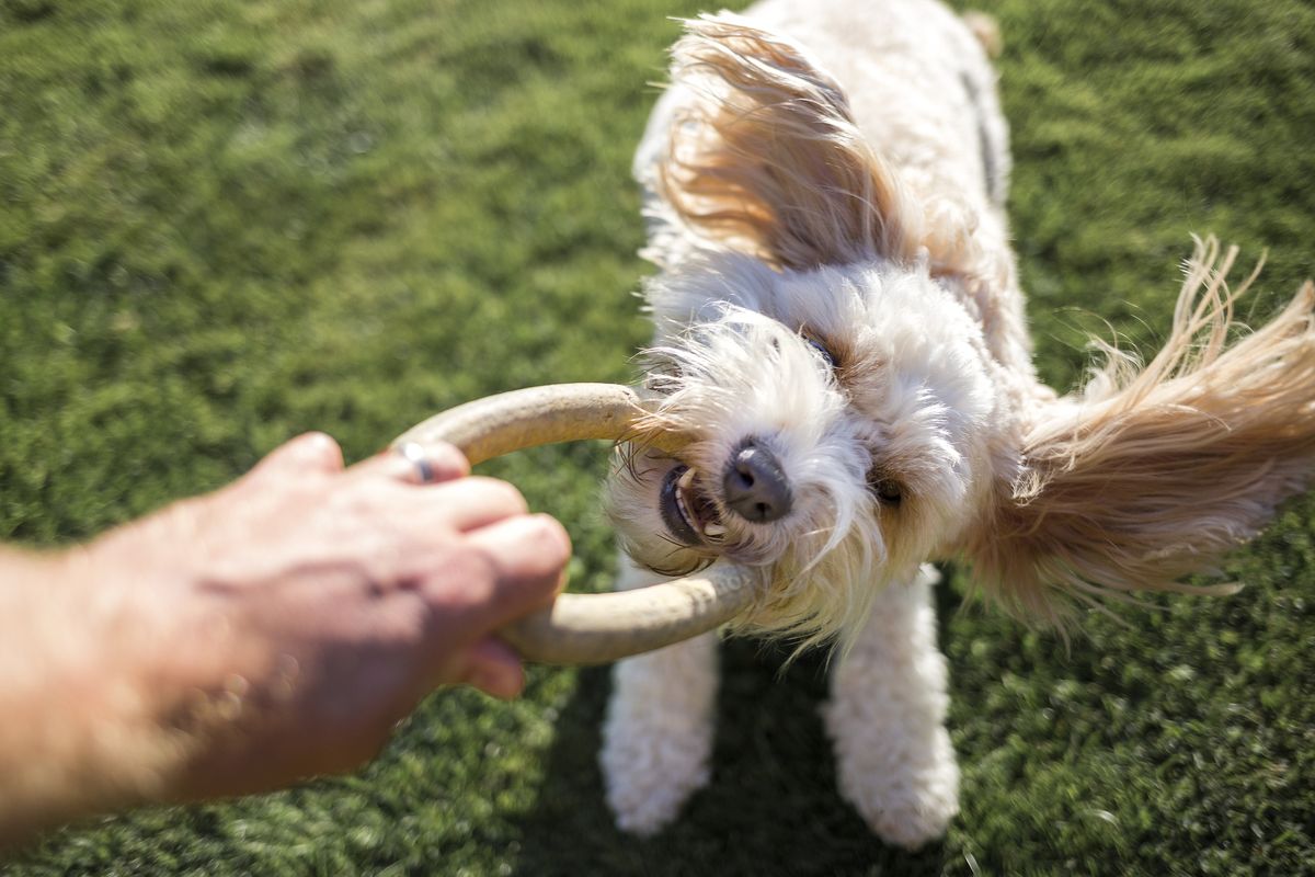 4 Essential Habits Every Dog Owner Should Practice