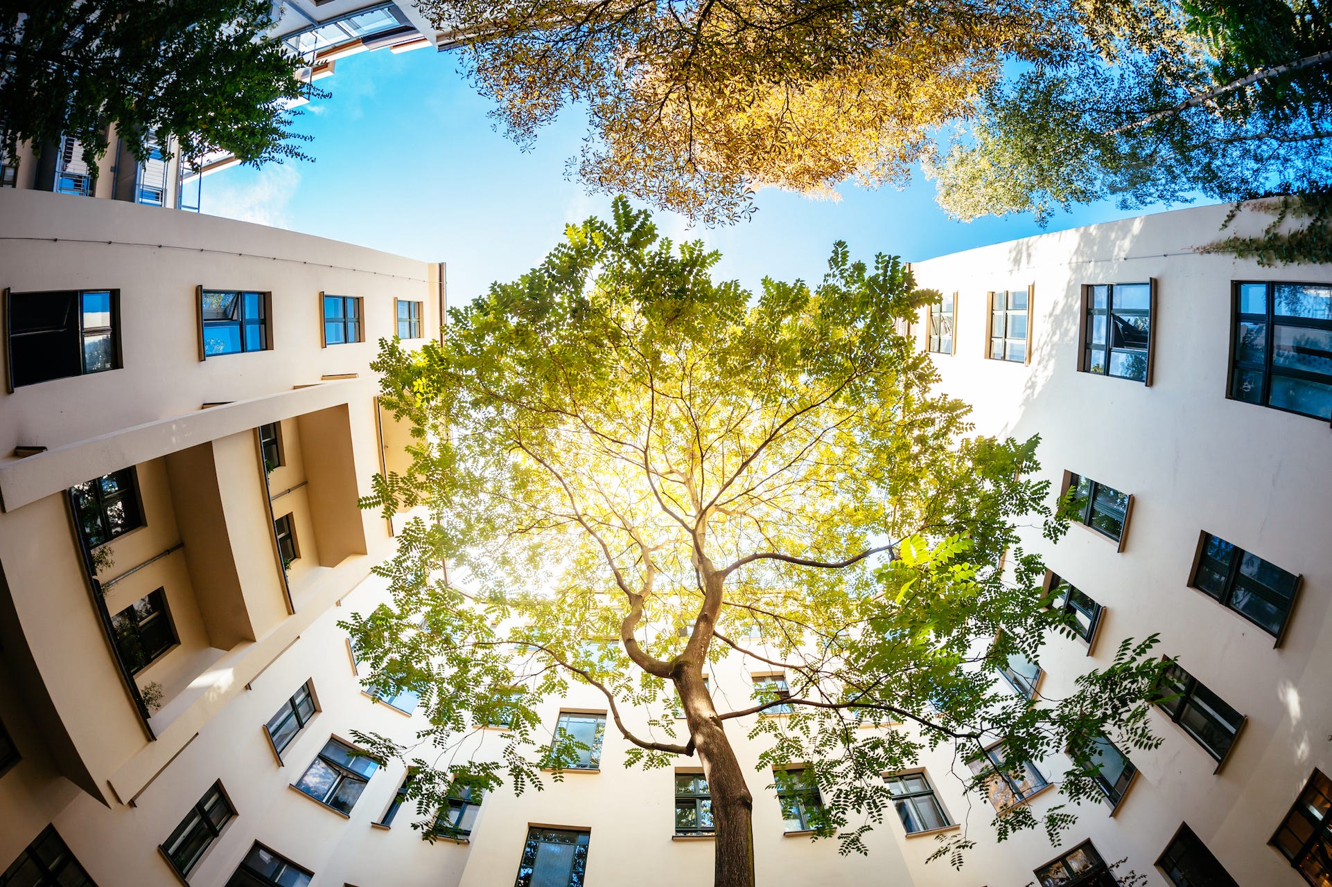 wide angle shot of a green tree surrounded by residential houses the sun is shining through the green shot from directly below the tree