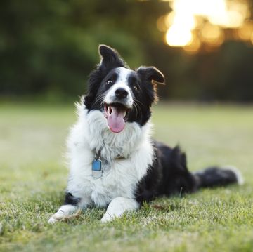 Happy border collie dog outdoors
