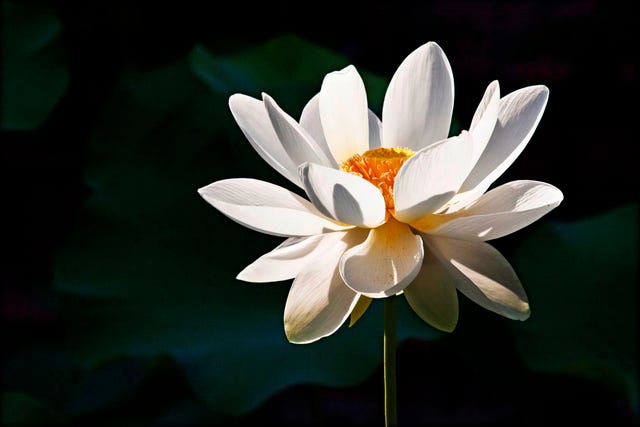 Lotus Flower Meaning - What is the Symbolism Behind the Lotus