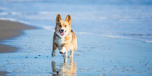 a happy pembroke welsh corgi dog runs on the beach outdoors