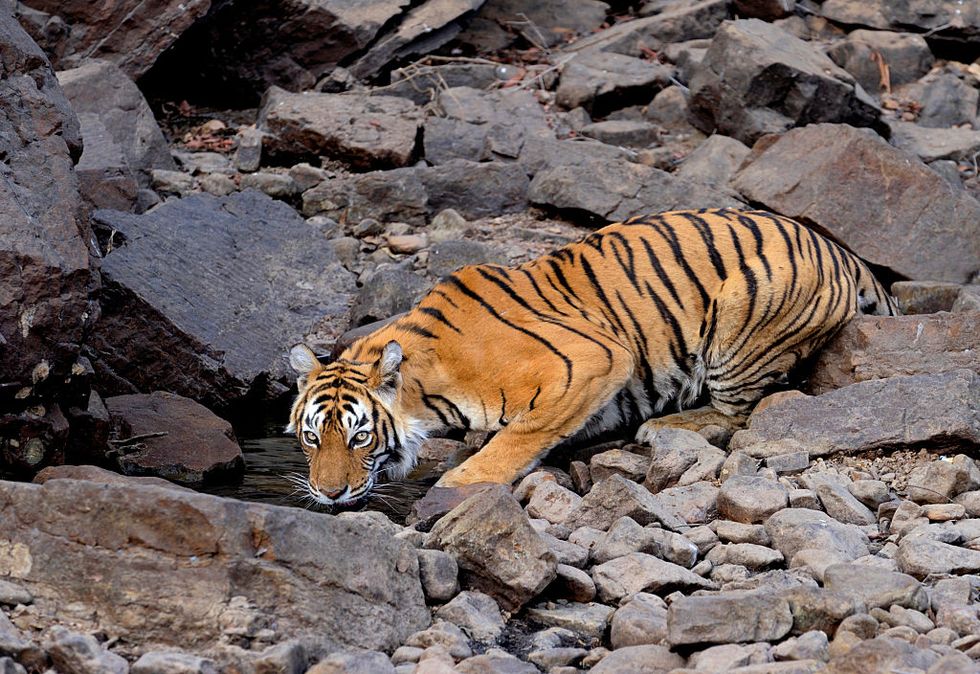 Tiger, Mammal, Wildlife, Vertebrate, Bengal tiger, Siberian tiger, Felidae, Terrestrial animal, Wilderness, Carnivore, 