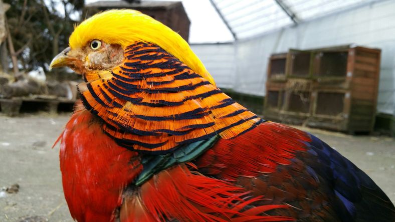 Parrot, Yellow, Bird, Orange, Red, Beak, Wing, Adaptation, Organ, Colorfulness, 