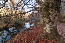 a tree next to a body of water