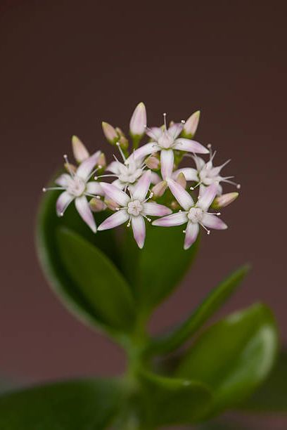 crassula ovata whith flowers, known as jade plant, friendship tree, lucky plant, or money tree