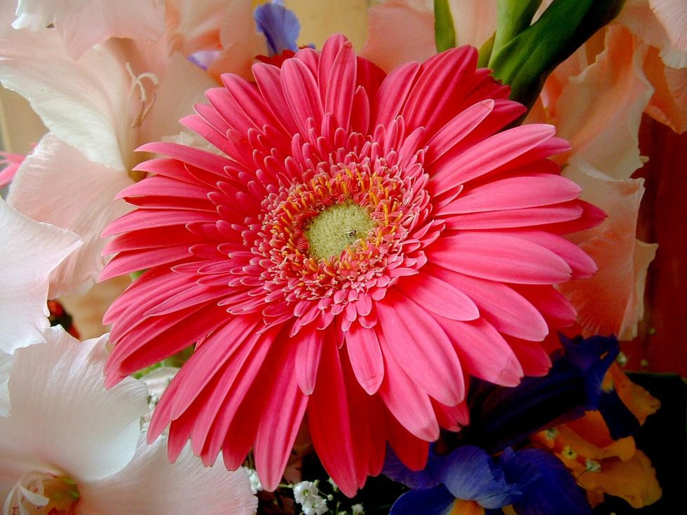 Flower, Flowering plant, barberton daisy, Gerbera, Petal, Pink, Cut flowers, Plant, Floral design, Bouquet, 