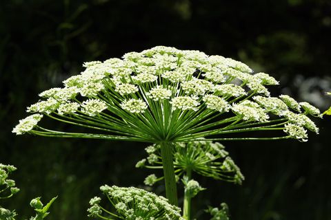 Flower, Flowering plant, Plant, Cow parsley, Heracleum (plant), wild carrot, Anthriscus, Trachyspermum ammi, Parsley family, Angelica, 
