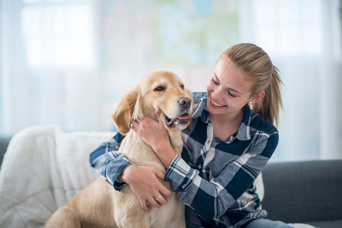 son perros esquimales dificiles de cuidar