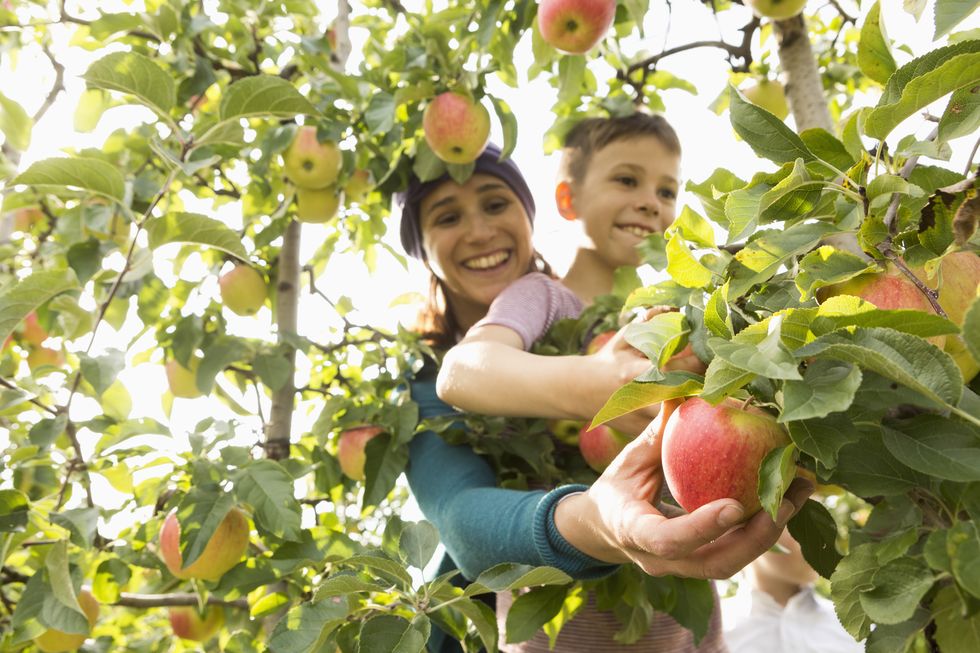 11 Apple Picking Tips to Know - Top Apple Picking Farms Near You