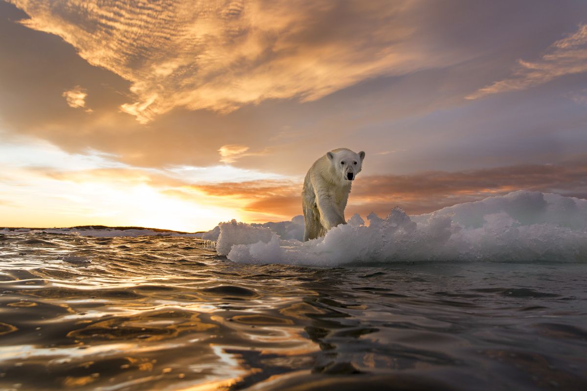 Polar bear, Sky, Bear, Ice, Sea ice, Wave, Ocean, Iceberg, Arctic, Sea, 