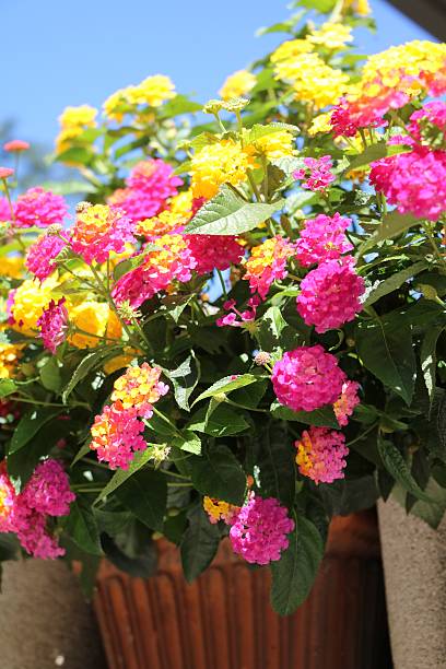 pink and yellow blooming lantana camara in flowerpot