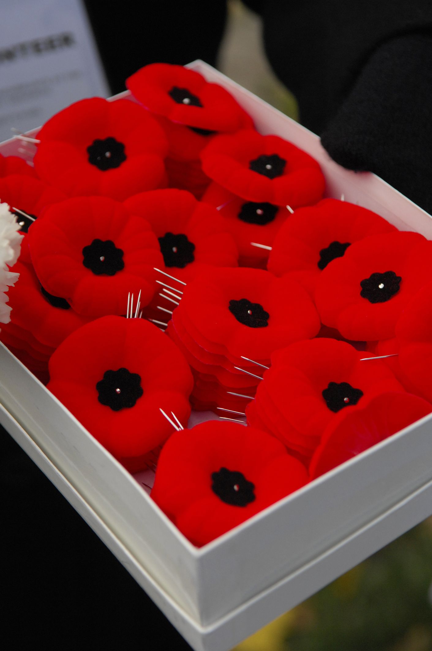 Why the Red Poppy Became a Symbol of Remembrance