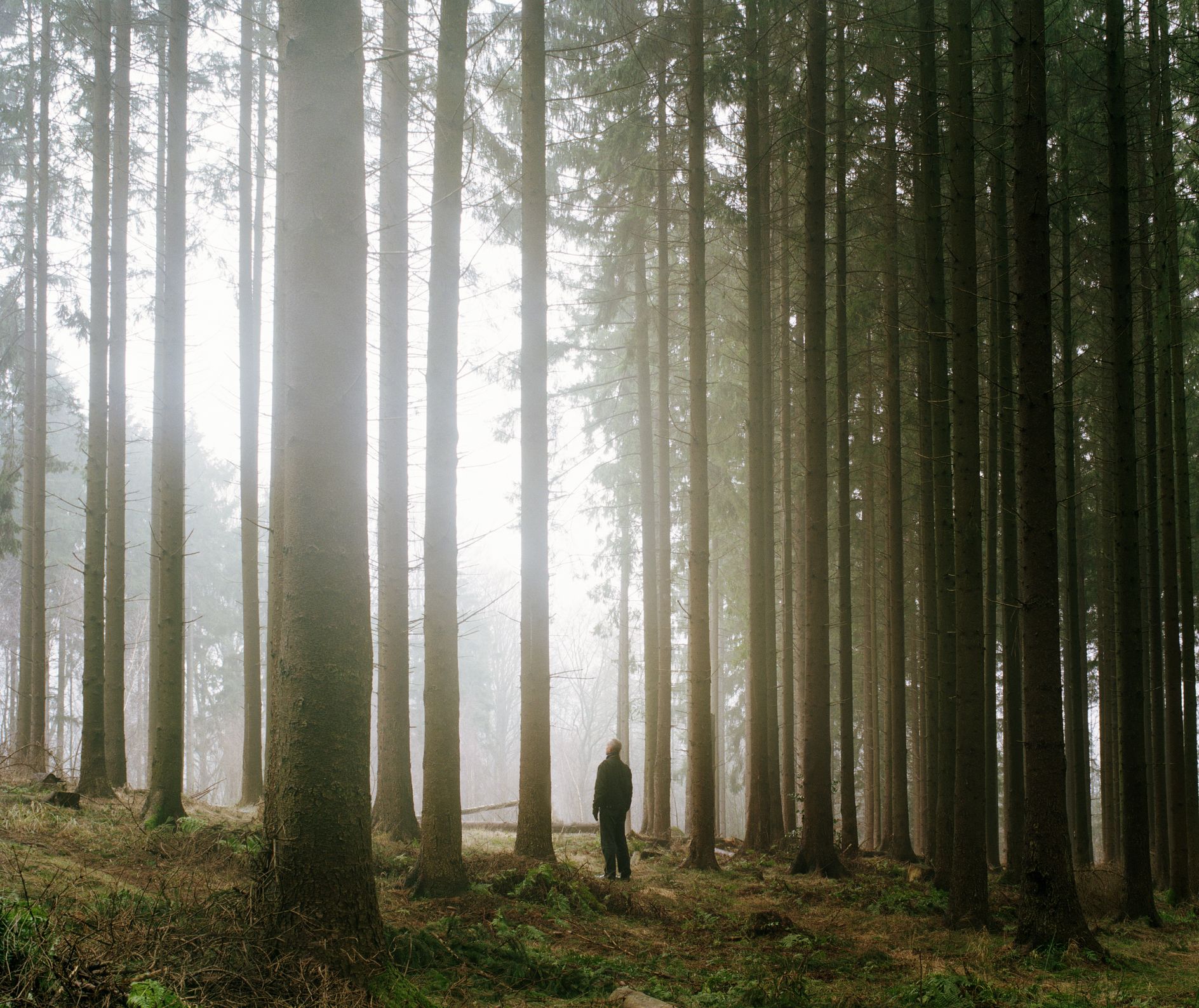 Che Cos'è Il Forest Bathing E Dove Praticarlo