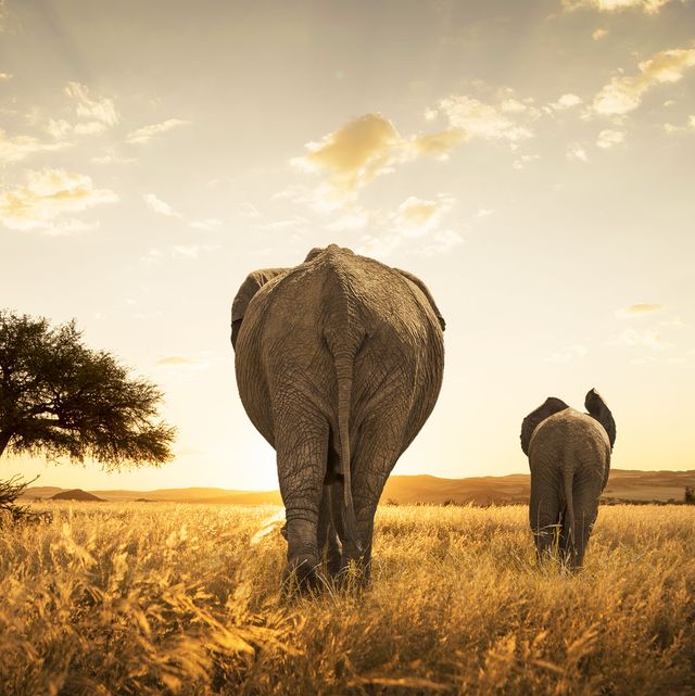 Sky, Natural environment, African elephant, Grassland, Tree, Savanna, Elephant, Grass, Plain, Wildlife, 