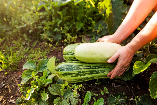 marrows vegetables allotment