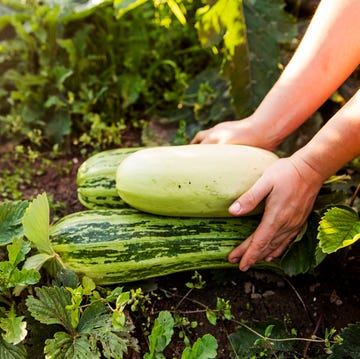 Gardener harvesting fruit in garden marrows vegetables allotment