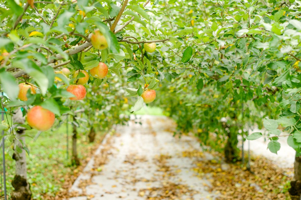 Prolific Apple Trees