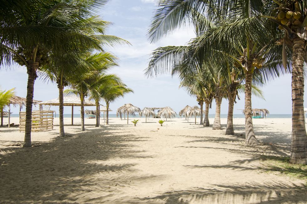 Beach, Tree, Palm tree, Vacation, Shore, Tropics, Arecales, Sea, Sky, Attalea speciosa, 