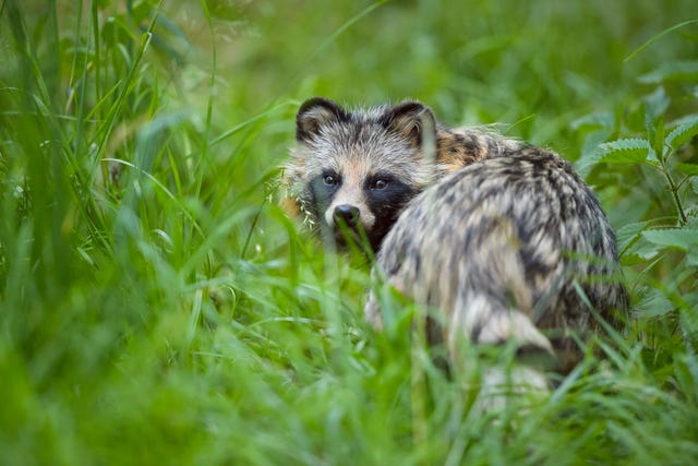 een wasbeerhond of nyctereutes procyonoides