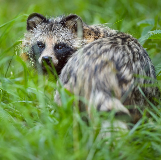De wasbeerhond: een invasieve exoot met een... enorm scrotum? een wasbeerhond of nyctereutes procyonoides