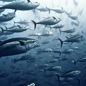 large group of yellowfin tuna
