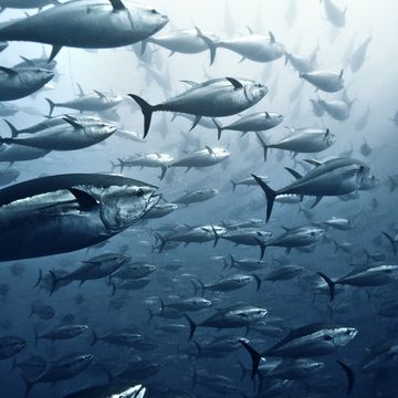large group of yellowfin tuna