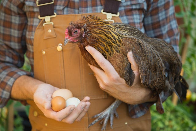 Man holding chicken and eggs
