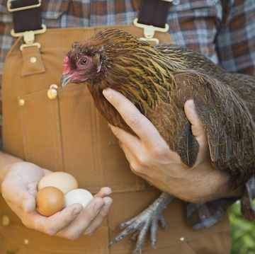 Man holding chicken and eggs