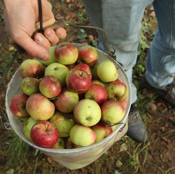 Apple Harvest Underway In Brandenburg