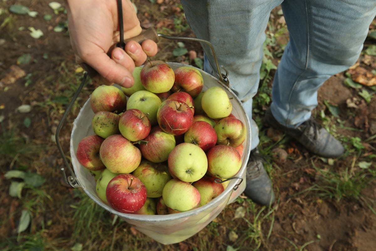 This Handy Chart Tells You Exactly How To Use All Your Apples This Fall 