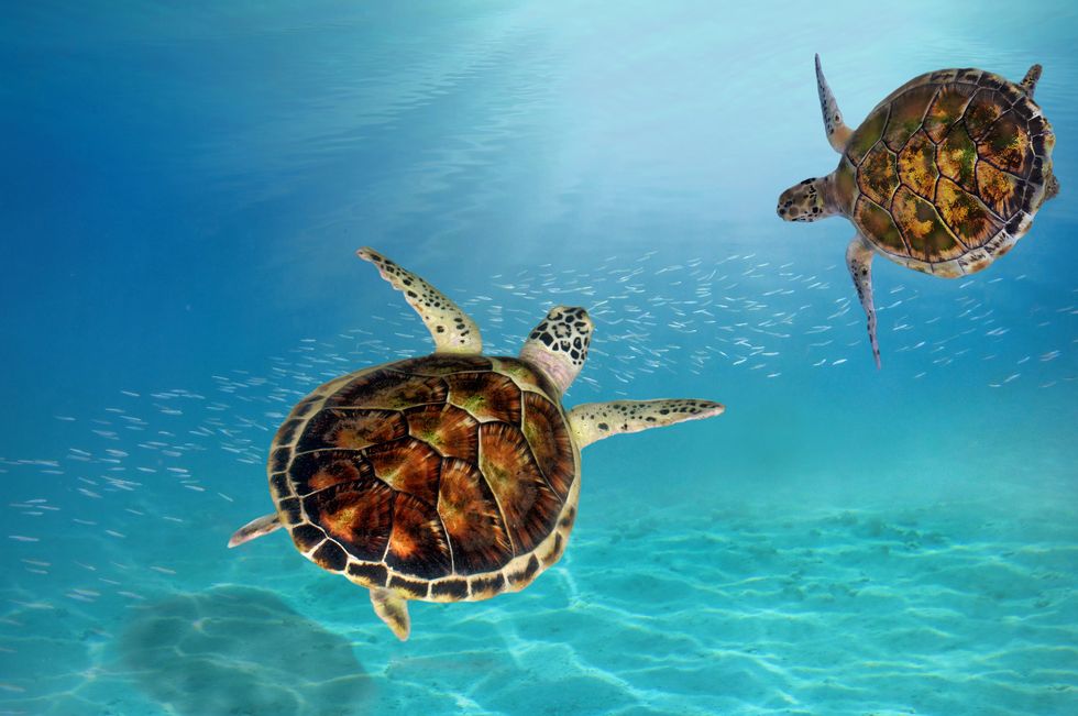 A luxury Maldives hotel is looking for an intern to look after their turtles