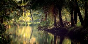 Scenic view of backwaters with Reflection Of Trees On Water