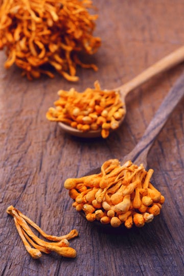 dried cordyceps militaris mushroom on wooden spoon