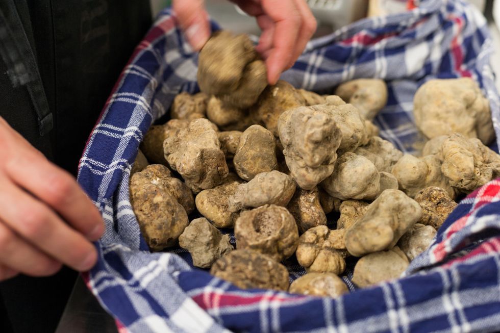 Alba's white truffle
