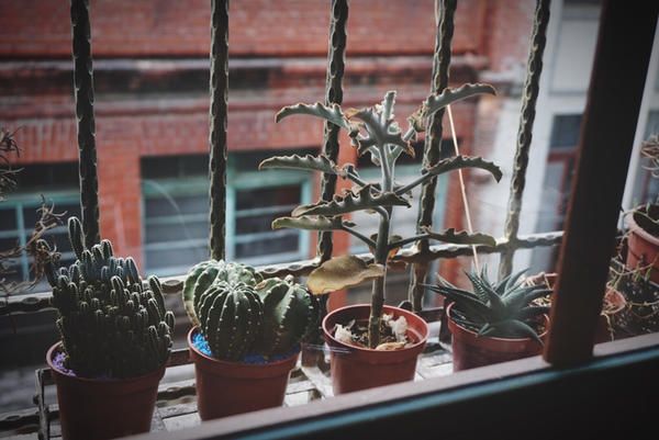 Flowerpot, Plant, Terrestrial plant, Houseplant, Thorns, spines, and prickles, Iron, Succulent plant, Annual plant, Caryophyllales, Cactus, 