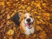 very happy long haired, fluffy pembroke welsh corgi dog sitting in some vibrant autumn leaves, with his tongue hanging out the side of his mouth in a silly grin
