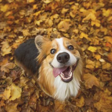 very happy long haired, fluffy pembroke welsh corgi dog sitting in some vibrant autumn leaves, with his tongue hanging out the side of his mouth in a silly grin